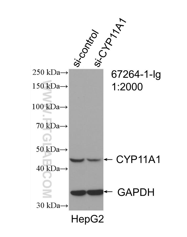 Western Blot (WB) analysis of HepG2 cells using CYP11A1 Monoclonal antibody (67264-1-Ig)