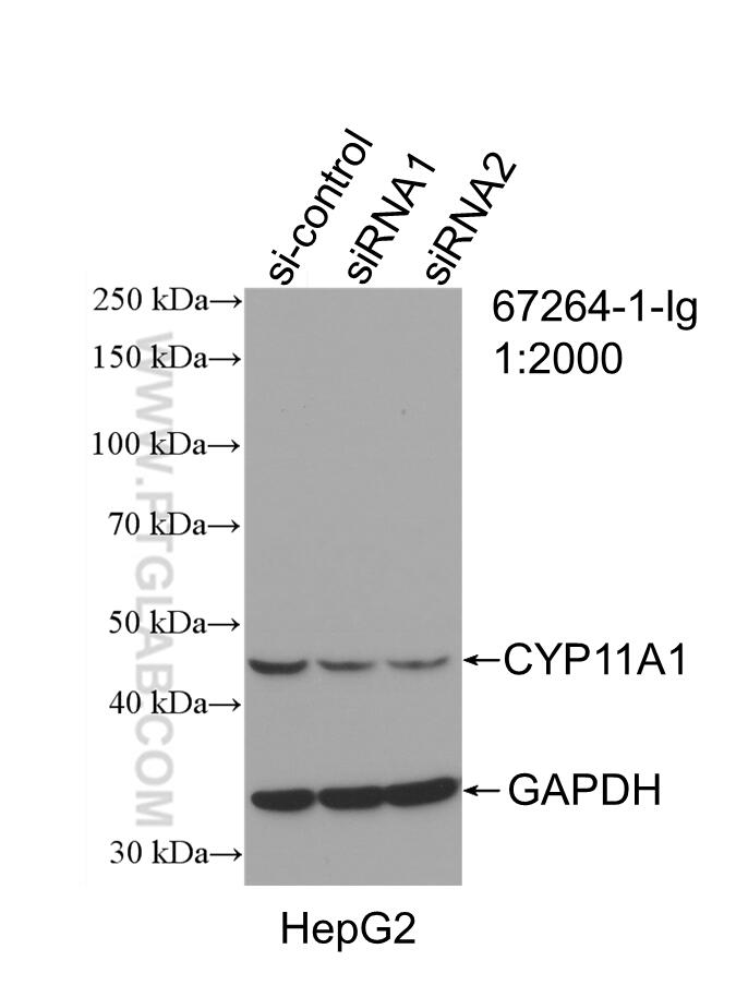 Western Blot (WB) analysis of HepG2 cells using CYP11A1 Monoclonal antibody (67264-1-Ig)