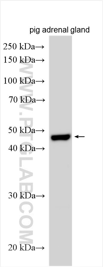 Western Blot (WB) analysis of various lysates using CYP11B2 Polyclonal antibody (20968-1-AP)