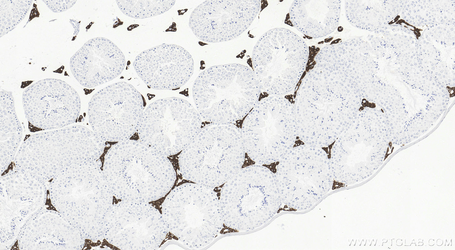 Immunohistochemistry (IHC) staining of mouse testis tissue using CYP17A1 Recombinant antibody (85690-5-RR)