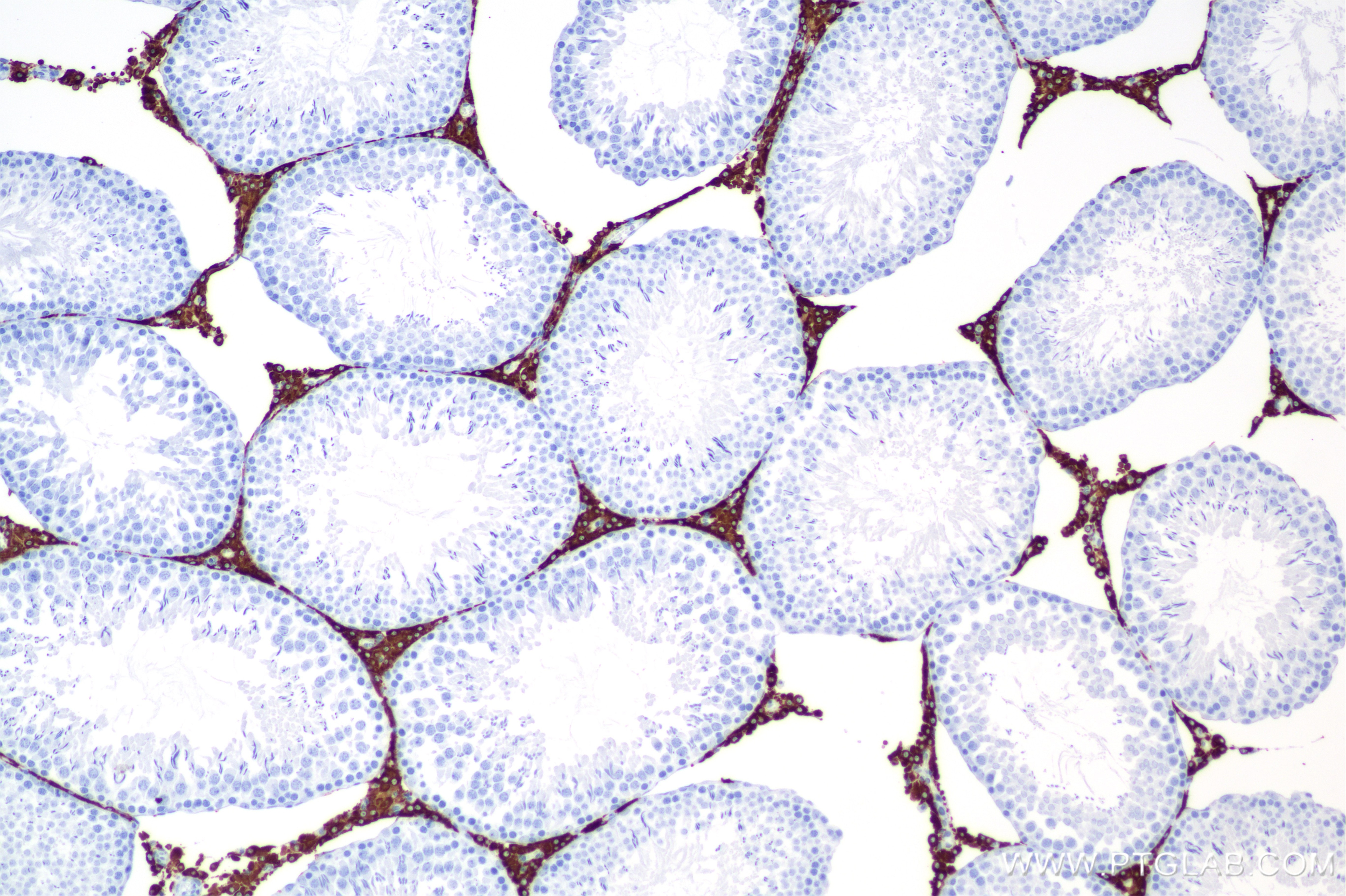 Immunohistochemistry (IHC) staining of rat testis tissue using CYP17A1 Recombinant monoclonal antibody (85690-5-RR)