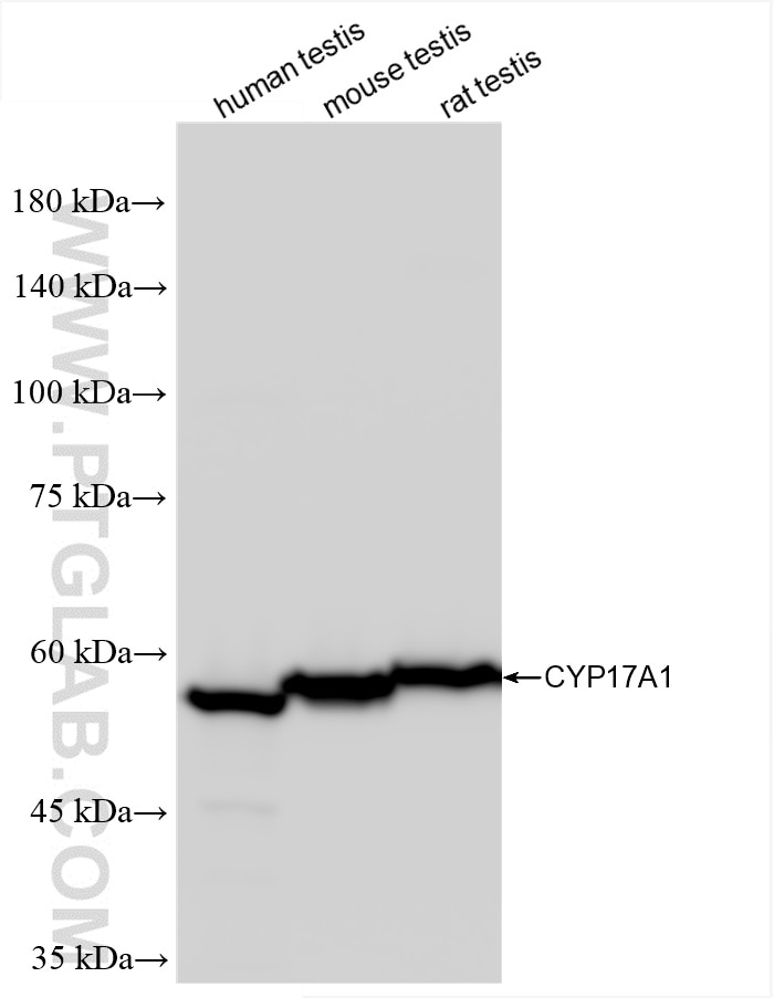 Western Blot (WB) analysis of various lysates using CYP17A1 Recombinant antibody (85690-5-RR)