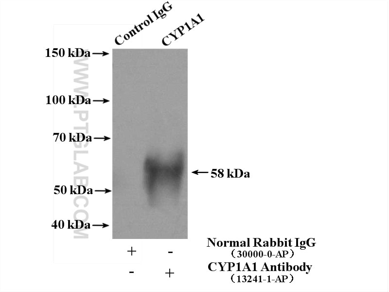 Immunoprecipitation (IP) experiment of mouse lung tissue using CYP1A1 Polyclonal antibody (13241-1-AP)