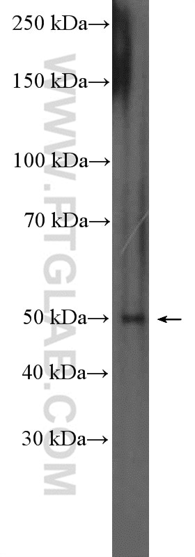 Western Blot (WB) analysis of HepG2 cells using CYP1A1 Polyclonal antibody (13241-1-AP)