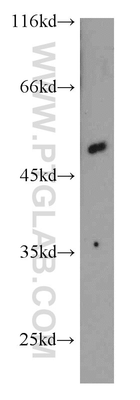 Western Blot (WB) analysis of K-562 cells using CYP1A1 Polyclonal antibody (13241-1-AP)