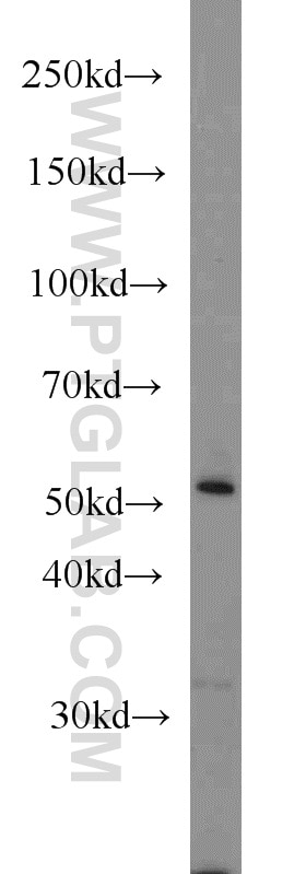 Western Blot (WB) analysis of mouse lung tissue using CYP1A1 Polyclonal antibody (13241-1-AP)