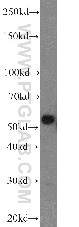 Western Blot (WB) analysis of mouse cerebellum tissue using CYP1A1 Polyclonal antibody (13241-1-AP)