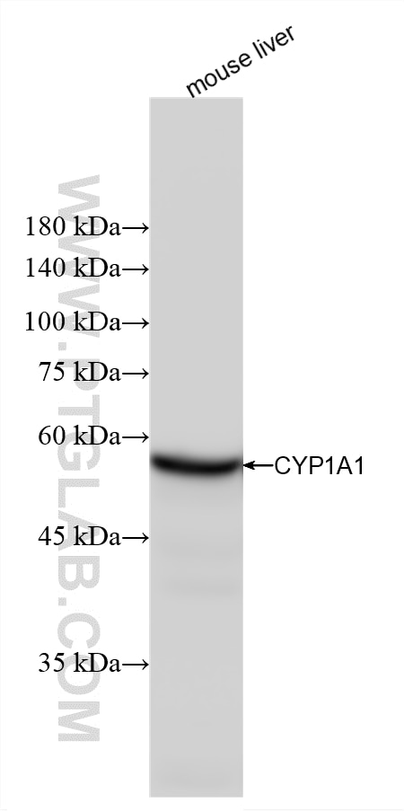 WB analysis of mouse liver using 88462-1-RR (same clone as 88462-1-PBS) Western Blot (WB) analysis of mouse liver tissue using CYP1A1 Recombinant monoclonal antibody (88462-1-RR)