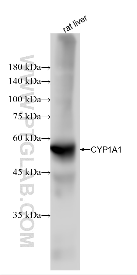 WB analysis of rat liver using 88462-1-RR (same clone as 88462-1-PBS) Western Blot (WB) analysis of rat liver tissue using CYP1A1 Recombinant monoclonal antibody (88462-1-RR)