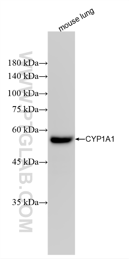 WB analysis of mouse lung using 88462-1-RR Western Blot (WB) analysis of mouse lung tissue using CYP1A1 Recombinant monoclonal antibody (88462-1-RR)