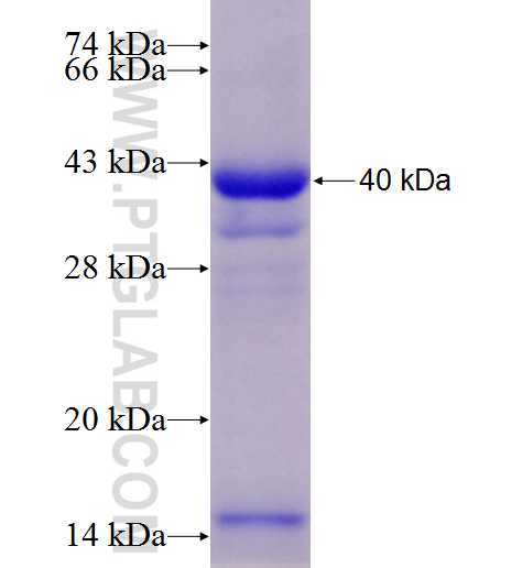 CYP1A1 fusion protein Ag28398 SDS-PAGE