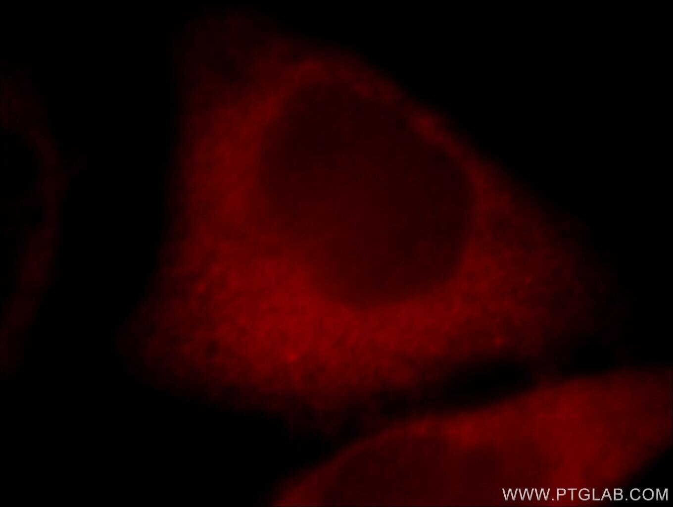 Immunofluorescence (IF) / fluorescent staining of HeLa cells using CYP1A2-Specific Polyclonal antibody (19936-1-AP)