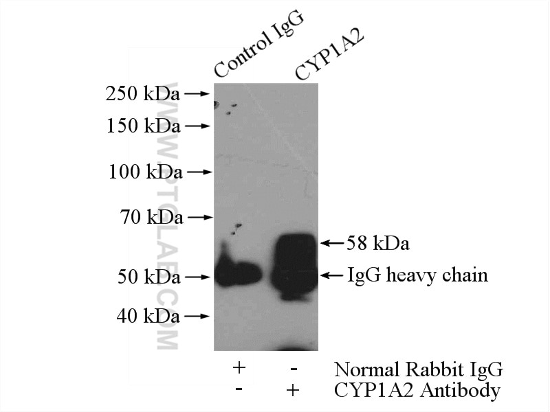 Immunoprecipitation (IP) experiment of mouse liver tissue using CYP1A2-Specific Polyclonal antibody (19936-1-AP)
