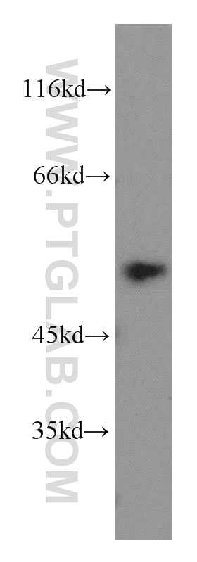 Western Blot (WB) analysis of mouse liver tissue using CYP1A2-Specific Polyclonal antibody (19936-1-AP)