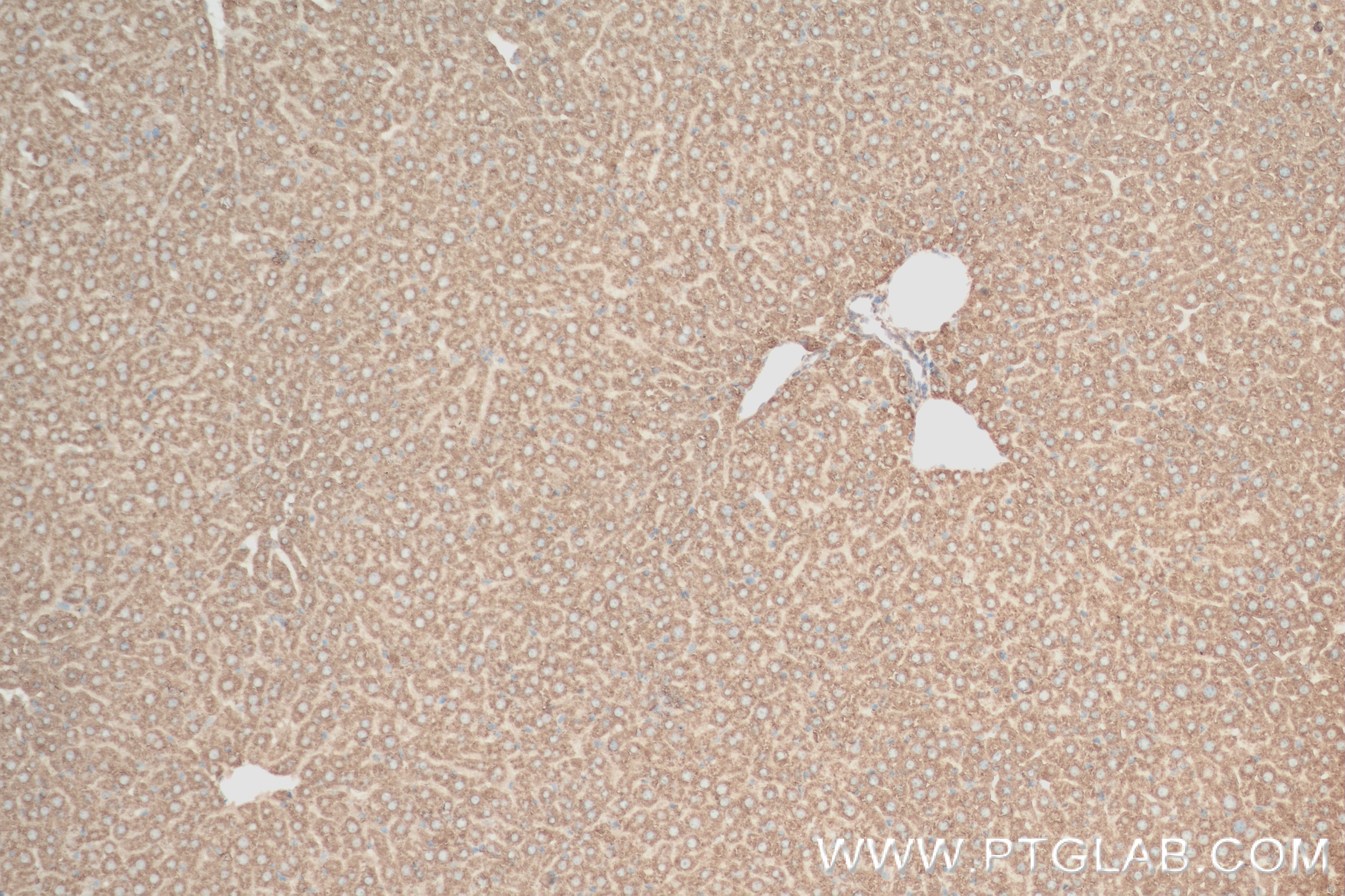 Immunohistochemistry (IHC) staining of mouse liver tissue using CYP1A2-Specific Recombinant antibody (84751-1-RR)