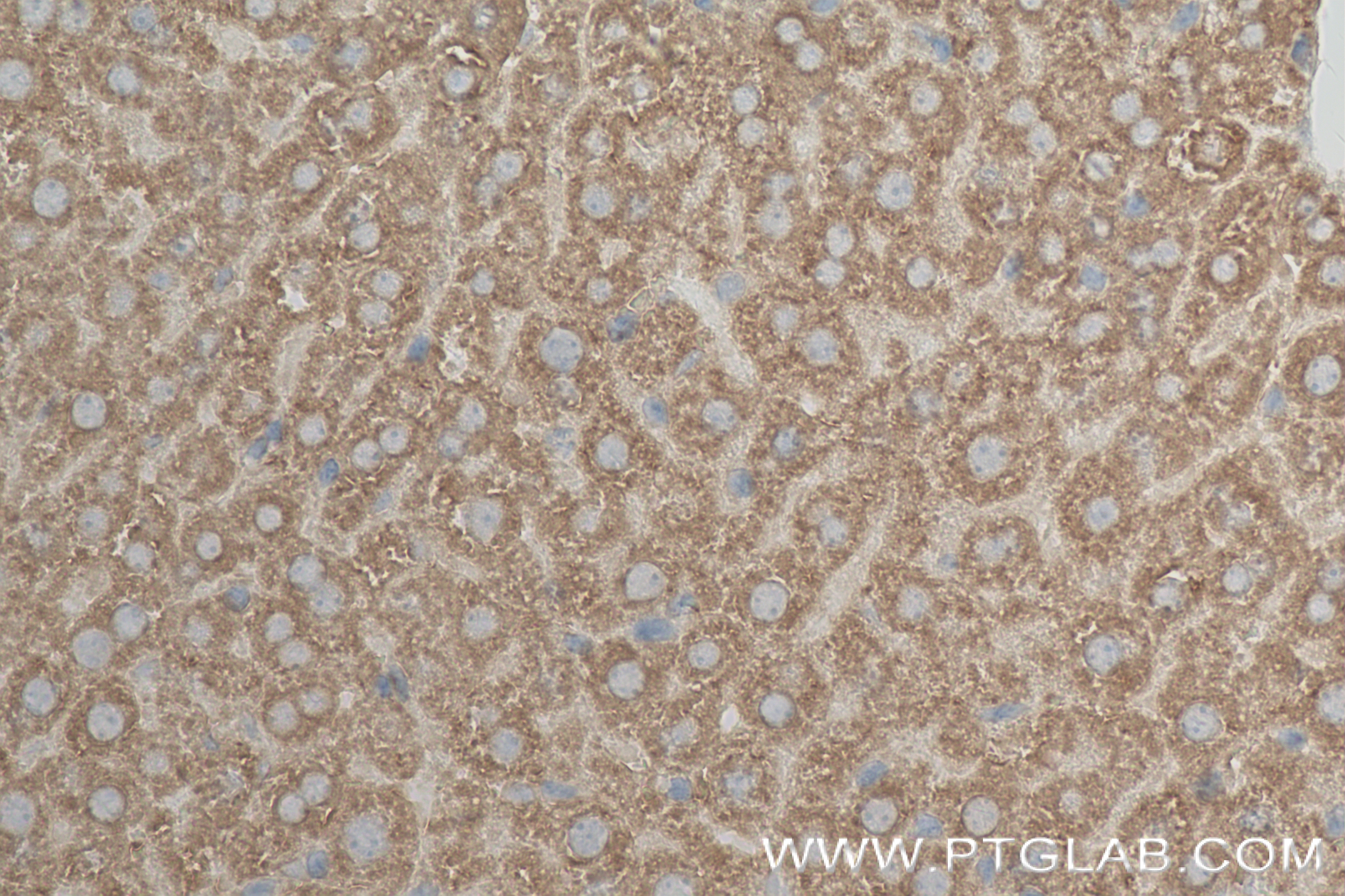 Immunohistochemistry (IHC) staining of mouse liver tissue using CYP1A2-Specific Recombinant antibody (84751-1-RR)