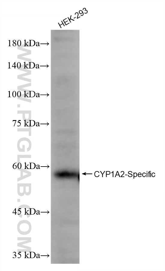HEK-293 cells were subjected to SDS PAGE followed by western blot with 84751-1-RR (CYP1A2-Specific antibody) at dilution of 1:1000 incubated at room temperature for 1.5 hours. Western Blot (WB) analysis of HEK-293 cells using CYP1A2-Specific Recombinant monoclonal antibody (84751-1-RR)