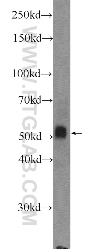 Western Blot (WB) analysis of PC-3 cells using CYP1B1 Polyclonal antibody (18505-1-AP)