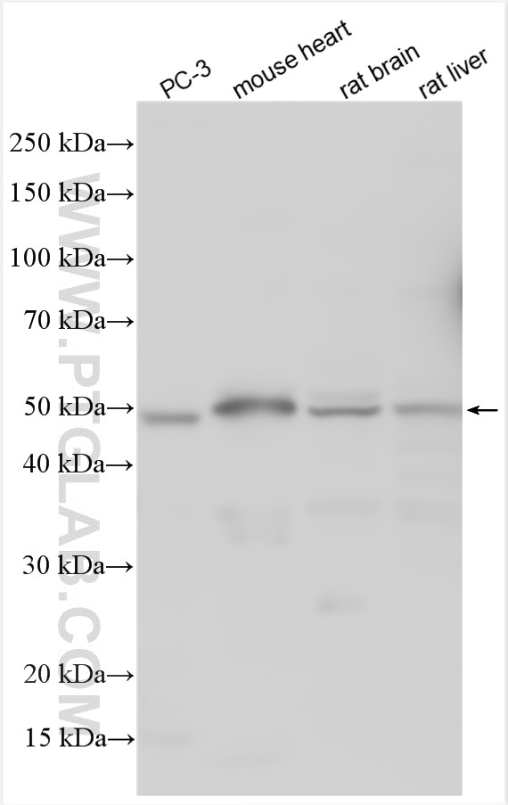 Western Blot (WB) analysis of various lysates using CYP1B1 Polyclonal antibody (18505-1-AP)