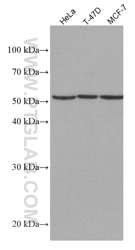 Western Blot (WB) analysis of various lysates using CYP1B1 Monoclonal antibody (67033-1-Ig)