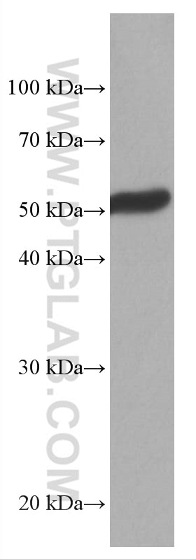 Western Blot (WB) analysis of mouse brain tissue using CYP1B1 Monoclonal antibody (67033-1-Ig)