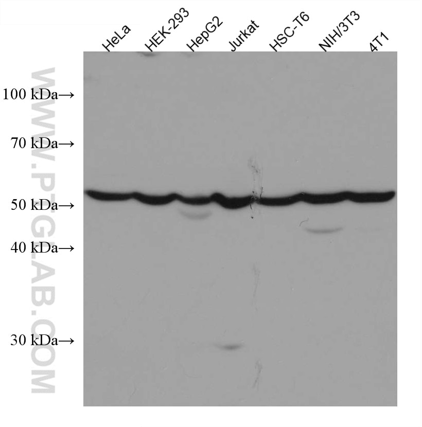 Western Blot (WB) analysis of various lysates using CYP20A1 Monoclonal antibody (67433-1-Ig)