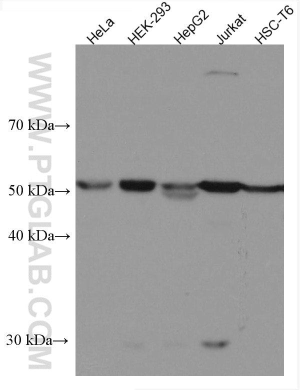 Western Blot (WB) analysis of various lysates using CYP20A1 Monoclonal antibody (67433-1-Ig)