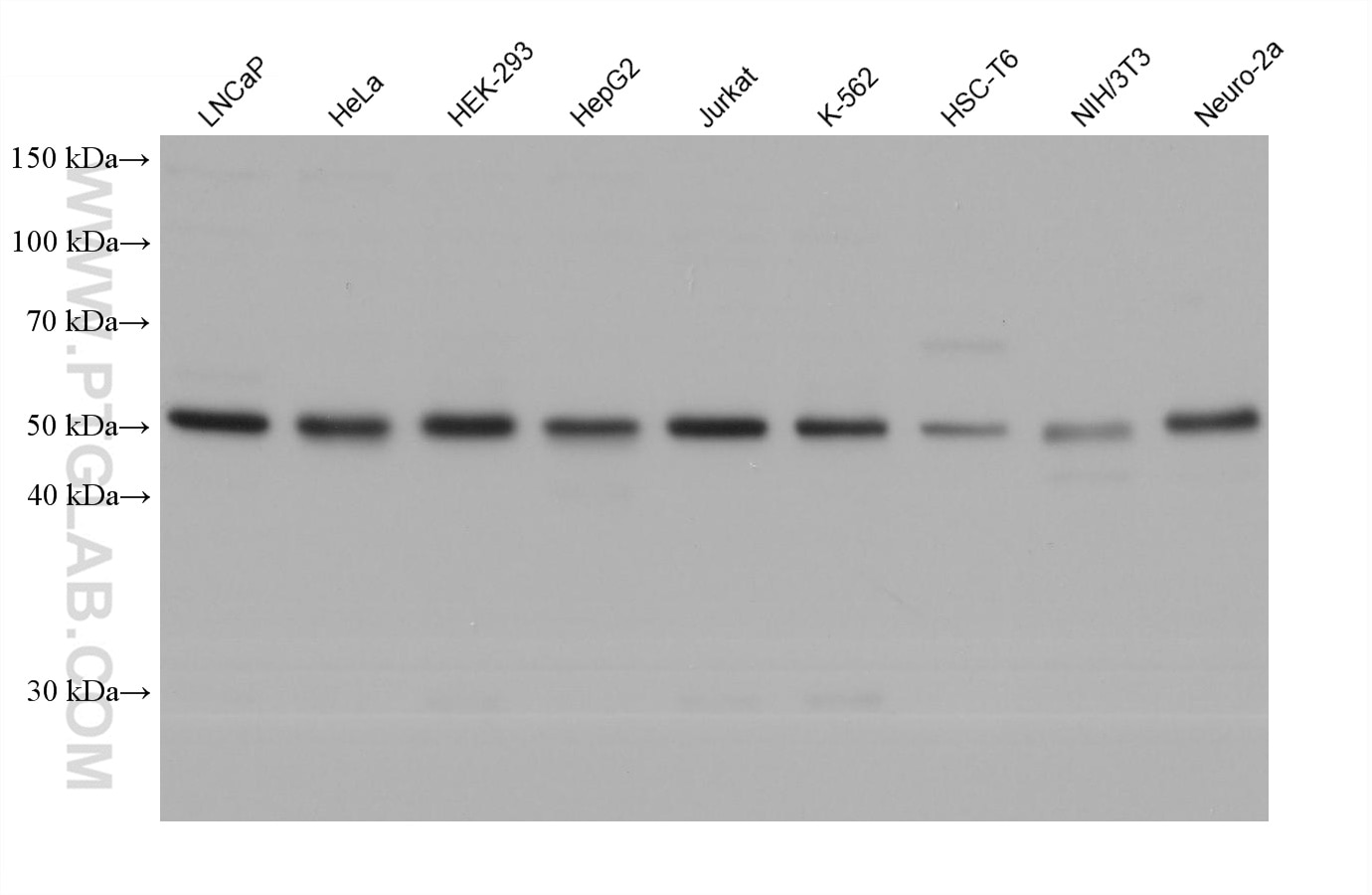 Western Blot (WB) analysis of various lysates using CYP20A1 Monoclonal antibody (67433-1-Ig)