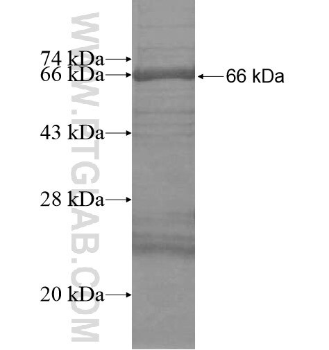 CYP24A1 fusion protein Ag16134 SDS-PAGE