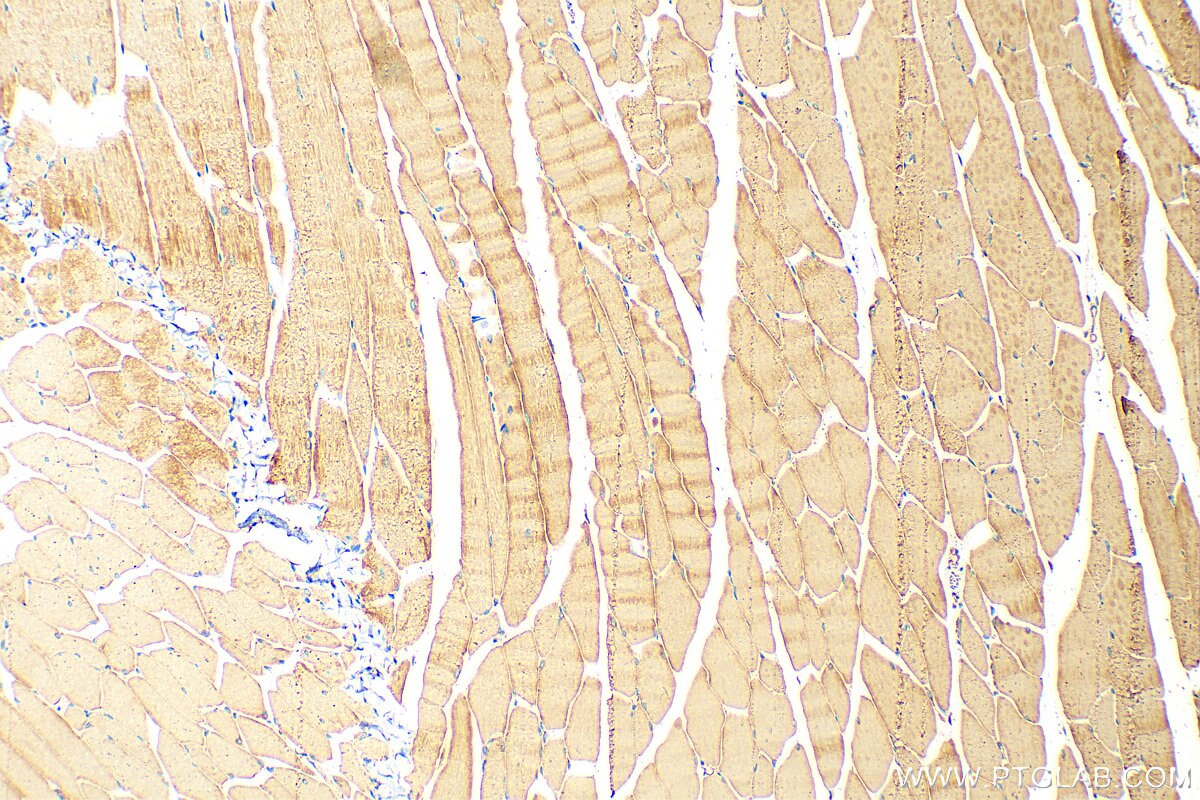 Immunohistochemistry (IHC) staining of mouse skeletal muscle tissue using CYP26A1 Polyclonal antibody (28081-1-AP)