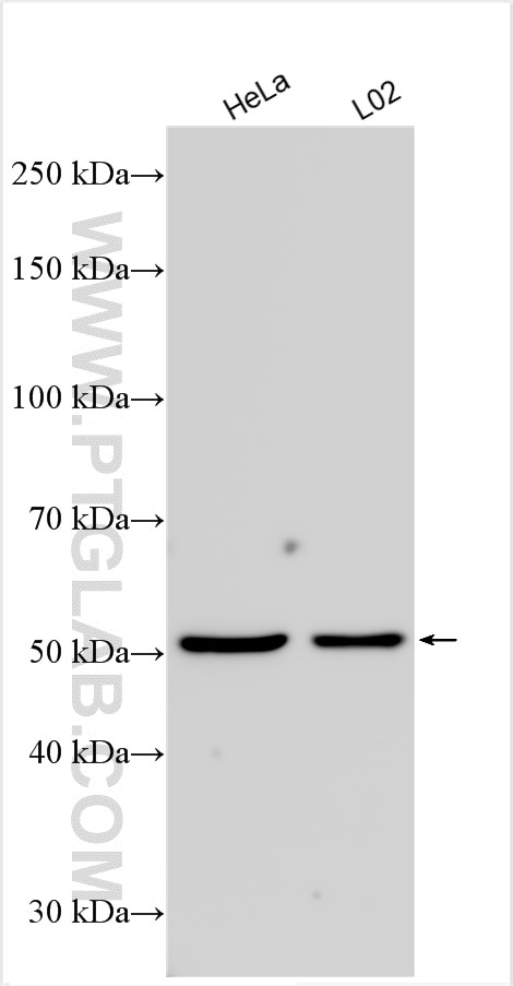 WB analysis using 21555-1-AP