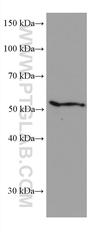 Western Blot (WB) analysis of HepG2 cells using CYP27A1 Monoclonal antibody (67045-1-Ig)