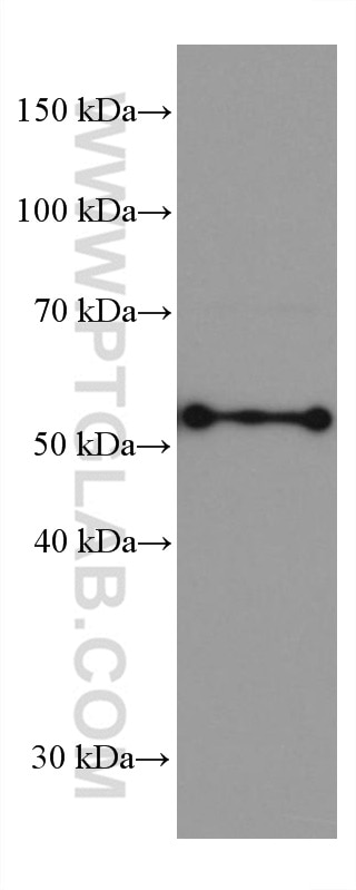 Western Blot (WB) analysis of HT-29 cells using CYP27A1 Monoclonal antibody (67045-1-Ig)