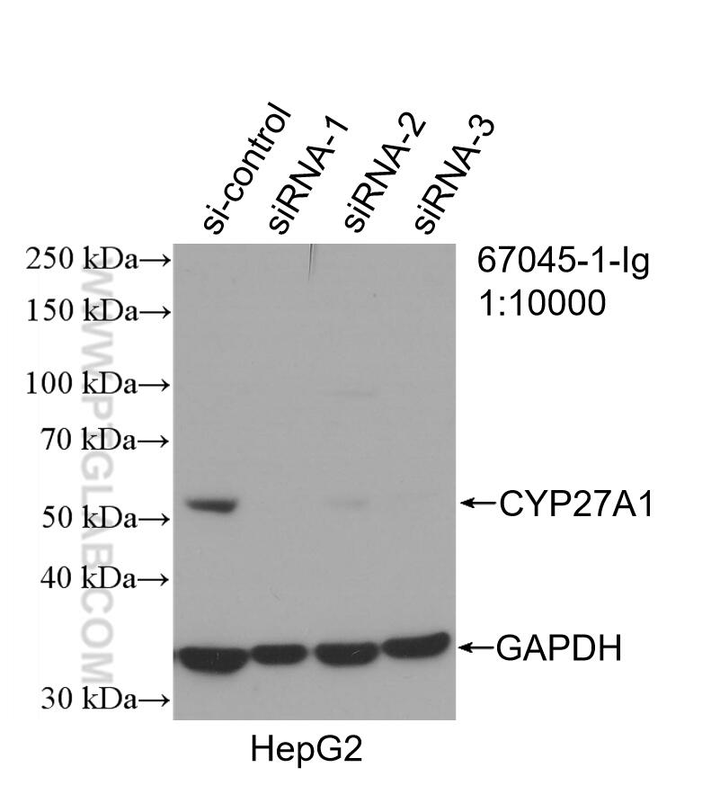 Western Blot (WB) analysis of HepG2 cells using CYP27A1 Monoclonal antibody (67045-1-Ig)