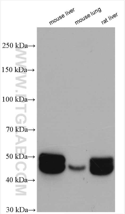Western Blot (WB) analysis of various lysates using CYP2A6 Polyclonal antibody (21721-1-AP)