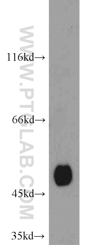Western Blot (WB) analysis of HepG2 cells using CYP2A6 Polyclonal antibody (21721-1-AP)