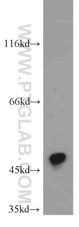 Western Blot (WB) analysis of mouse liver tissue using CYP2A6 Polyclonal antibody (21721-1-AP)