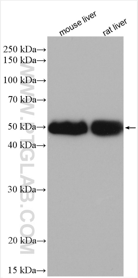 Western Blot (WB) analysis of various lysates using CYP2C8/9/18/19 Polyclonal antibody (16546-1-AP)