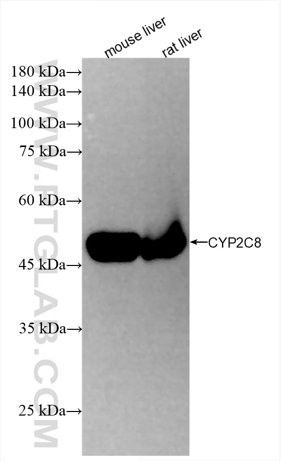 Western Blot (WB) analysis of various lysates using CYP2C8 Recombinant antibody (85717-1-RR)