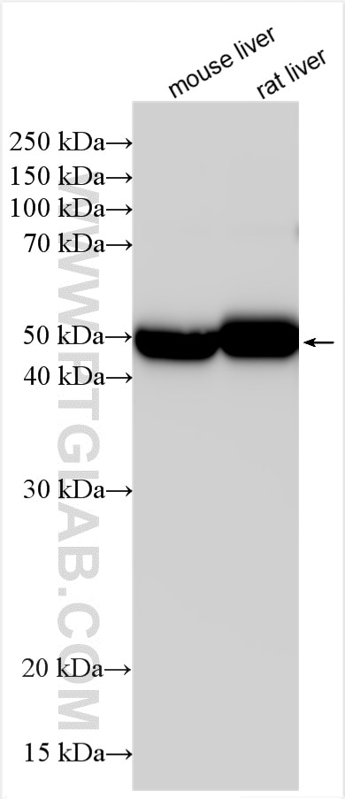 Western Blot (WB) analysis of various lysates using CYP2C9 Polyclonal antibody (16355-1-AP)