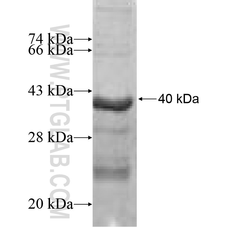 CYP2C9 fusion protein Ag9566 SDS-PAGE