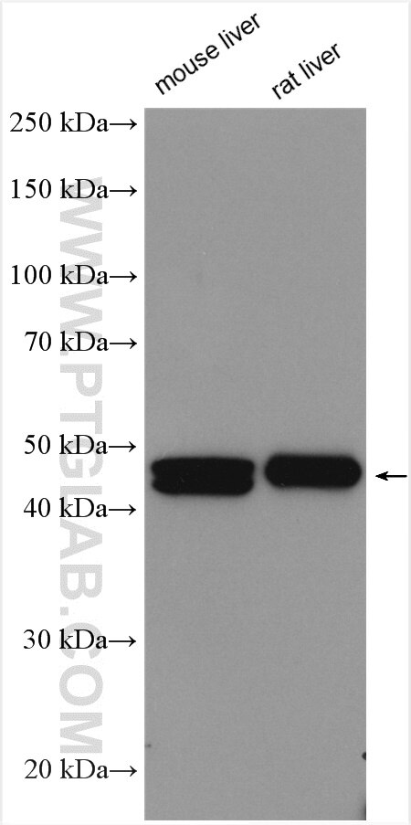 Western Blot (WB) analysis of various lysates using CYP2D6/7 Polyclonal antibody (17868-1-AP)