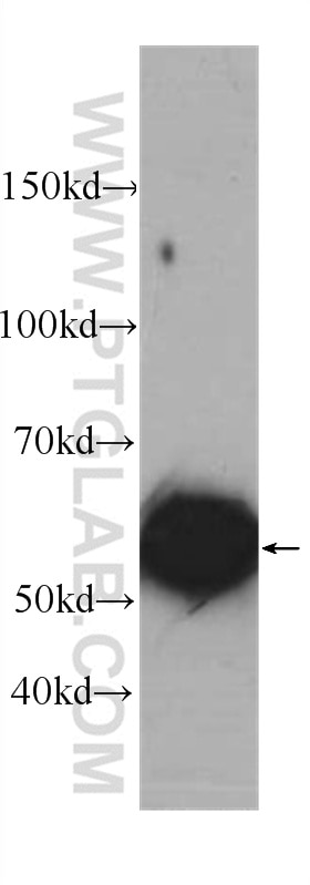 Western Blot (WB) analysis of HepG2 cells using CYP2D6 Monoclonal antibody (60297-1-Ig)