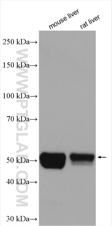 Western Blot (WB) analysis of various lysates using CYP2E1-Specific Polyclonal antibody (19937-1-AP)