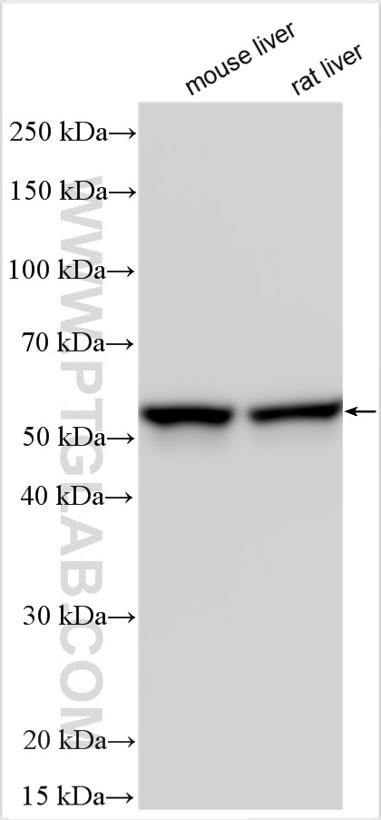 Western Blot (WB) analysis of various lysates using CYP2E1-Specific Polyclonal antibody (19937-1-AP)