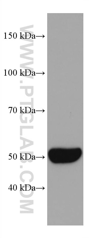 Western Blot (WB) analysis of mouse liver tissue using CYP2E1-Specific Monoclonal antibody (67263-1-Ig)