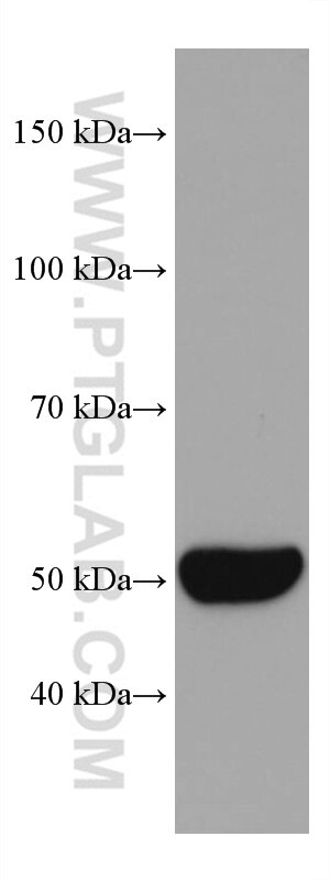 WB analysis of mouse liver using 67263-1-Ig