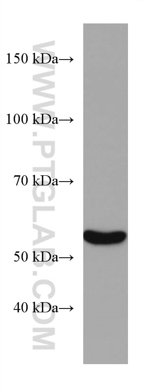 Western Blot (WB) analysis of pig liver tissue using CYP2E1-Specific Monoclonal antibody (67263-1-Ig)