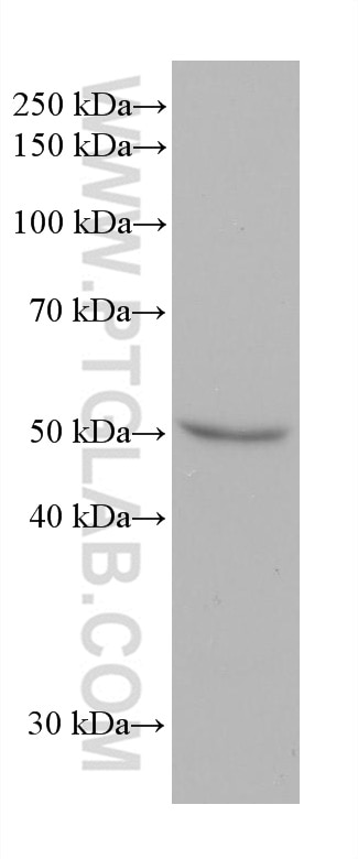 WB analysis of HaCaT using 67263-1-Ig