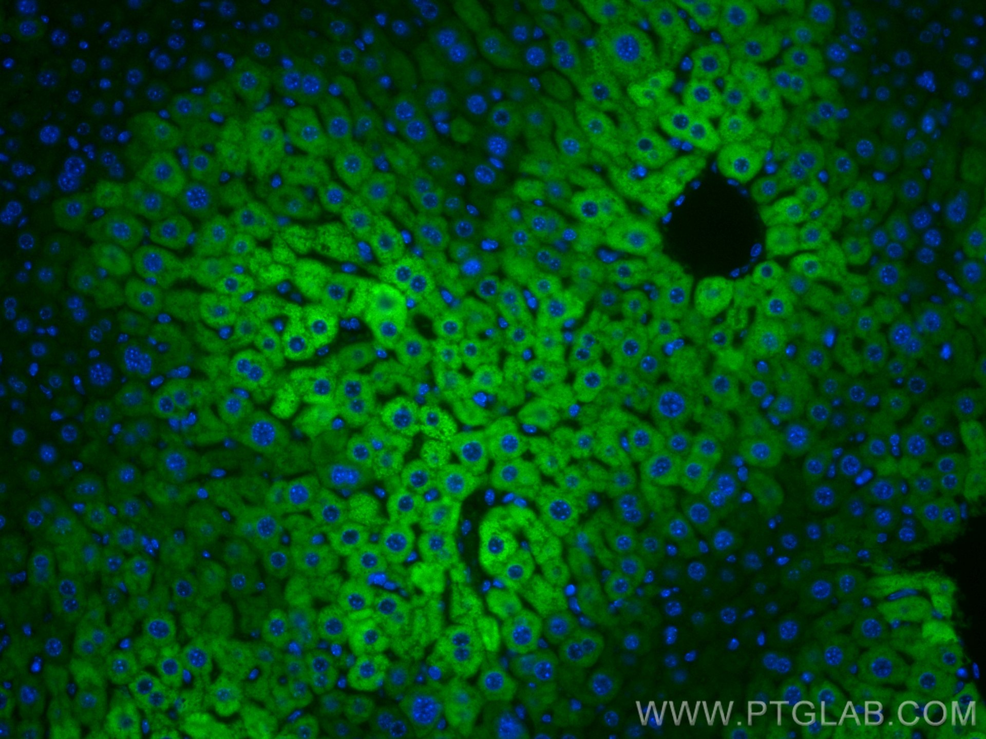 Immunofluorescence (IF) / fluorescent staining of mouse liver tissue using CoraLite® Plus 488-conjugated CYP2E1-Specific Mono (CL488-67263)